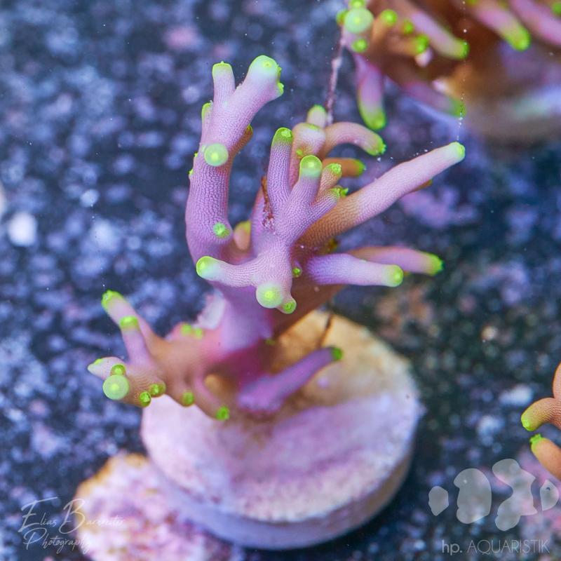 Acropora Echinata Yellow Tips